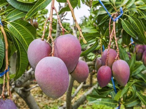 17 Indoor Fruit Trees to Liven Up Your Home