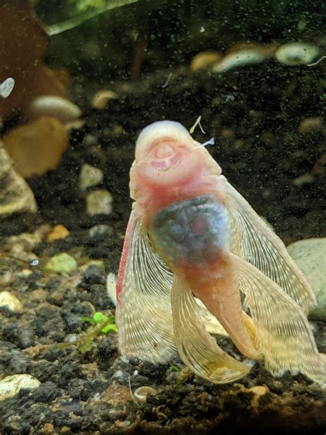 Albino Bristlenose Pleco - Complete Guide To Care, Breeding, Tank Size, And Diseases - The ...