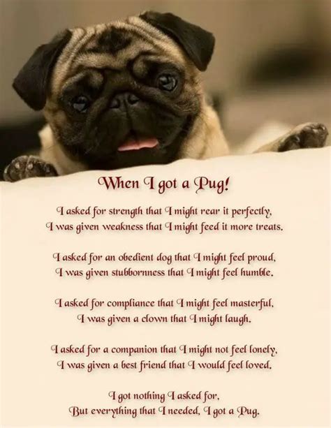 19 Inspirational Pug Quotes about Life and Love | Page 2 of 7 | The Paws