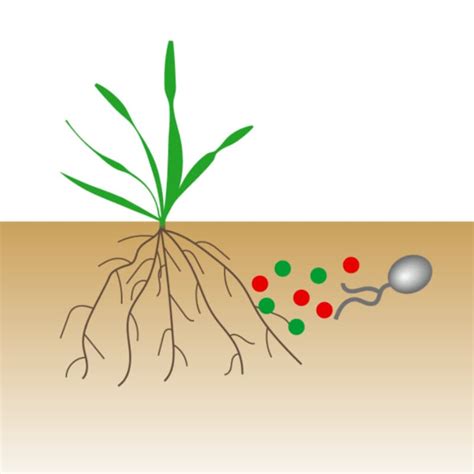 How arbuscular mycorrhizal fungi talk to plants before colonisation ...