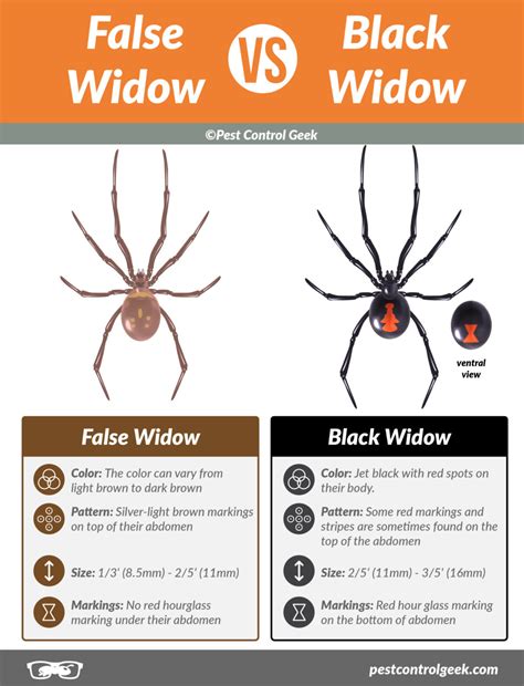 False Widow Spiders: How To Identify and Get Rid of Them Forever - Pest Control Gurus