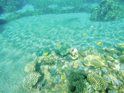 Bleached corals found - The Garden Island