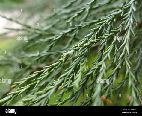 Giant Sequoia Leaves High Resolution Stock Photography and Images - Alamy