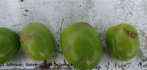 Plum Curculio is Active | Weekly Crop Update