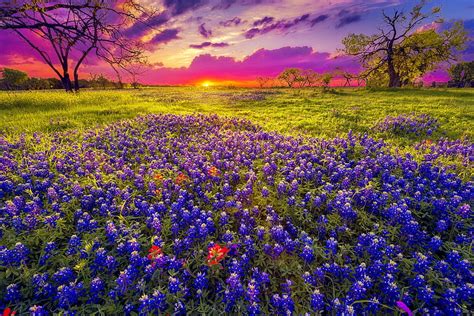 1366x768px, 720P free download | Texas bluebonnets at sunset, fiery ...