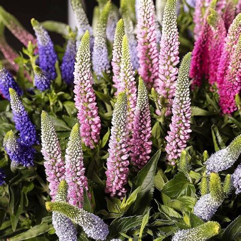 Veronica Spicata Mix Seeds Veronica Longifolia Seeds | Etsy