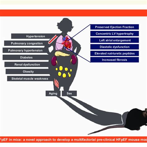 Diagnostic HFpEF scoring algorithms used to score HFpEF animal models ...