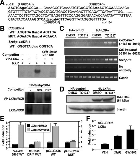 Cd36 is a transcriptional target of LXR. (A) Partial sequences of the... | Download Scientific ...