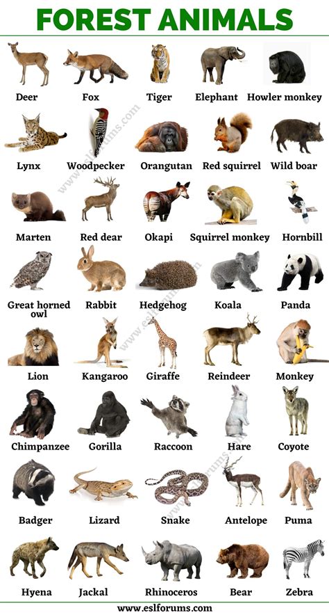 Forest Animals: List of Animals That Live in the Forest with ESL Pictures! - ESL For… | Animals ...