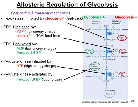 Allosteric Regulation Of Glycolysis And Gluconeogenesis