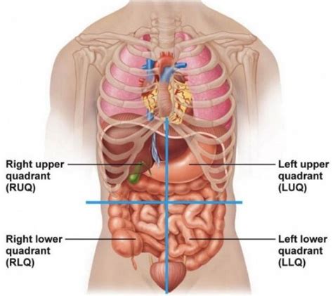 Anatomy Of Female Abdominal Organs