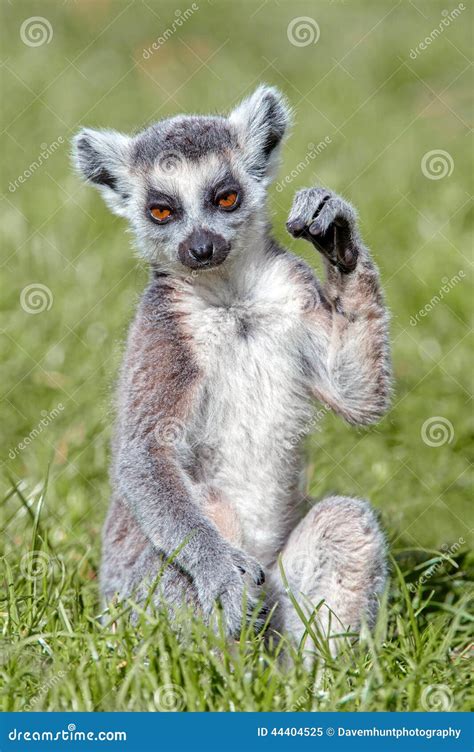 Baby Ring-Tailed Lemur stock image. Image of cute, arboreal - 44404525