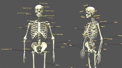 Human Skeleton 3D pose | CGTrader