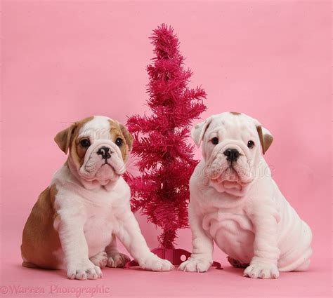 Bulldog puppies with pink Christmas tree photo WP39231