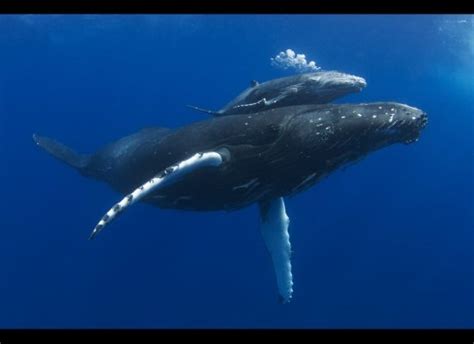 Swimming With A Bumper Crop Of Humpback Whale Calves (PHOTOS) - Surf ...