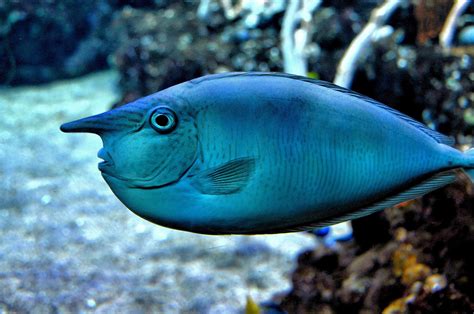 Spotted Unicorn Fish at Seattle Aquarium in Seattle, Washington ...