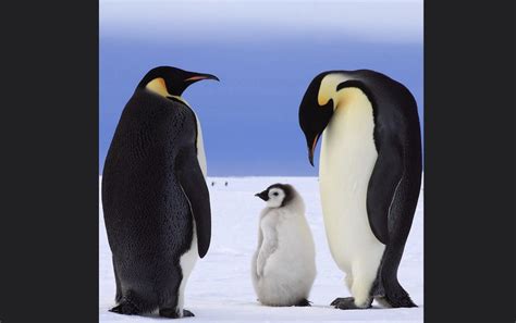 Emperor Penguin Images