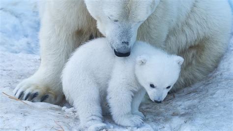 O oso polar pode extinguirse en 80 anos, alertan os científicos - A ...