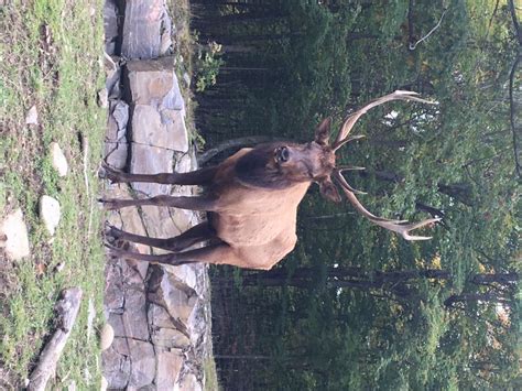 Montreal: Private Day Tour to Parc Omega & Montebello Lodge | GetYourGuide