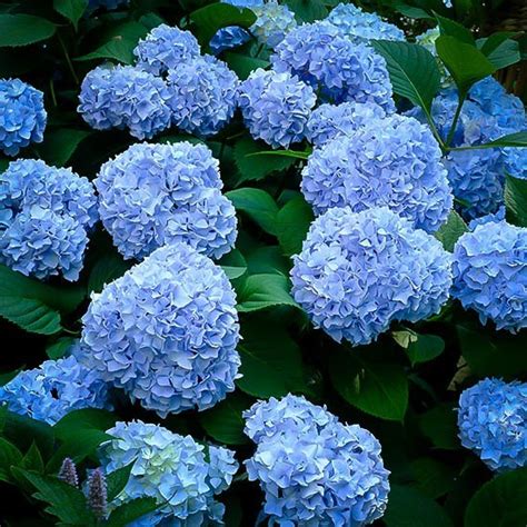 Nikko Blue Hydrangea For Sale Online | The Tree Center