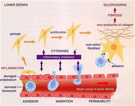 3 Components Of Extracellular Matrix In Connective Tissue