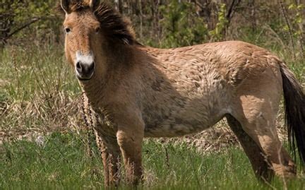 Adopt a Przewalski's Horse | Symbolic Adoptions from WWF