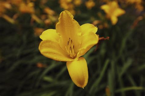 Yellow lilies flower in a garden - Photo #5996 - motosha | Free Stock ...