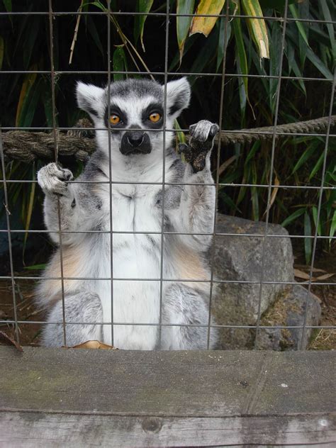 Battersea Park Children's Zoo, London - Kidding Herself