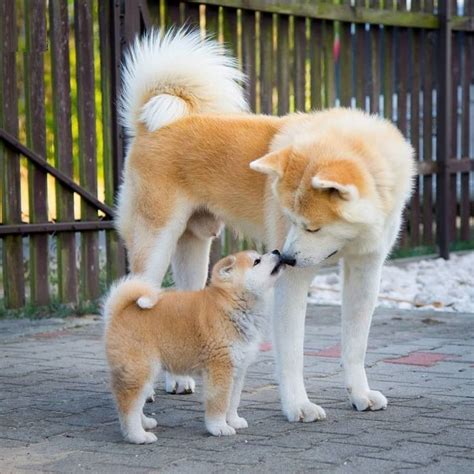 Japanese Akita | Akita dog, Akita inu puppy, Japanese dogs