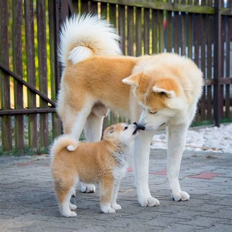 Japanese Akita | Akita dog, Akita inu puppy, Japanese dogs