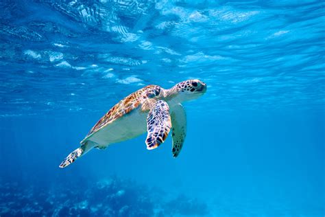 Majestic Sea Turtle - HD Wallpaper