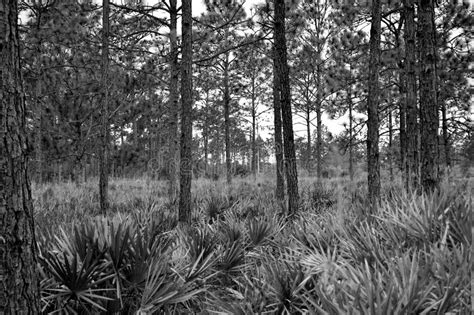 Tropical Florida Woods stock photo. Image of nature, tree - 19828202