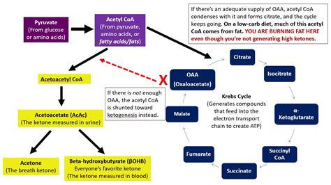 Tuit Nutrition: Ketogenesis, Measuring Ketones, and Burning Fat vs Being in Ketosis