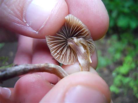 Psilocybe pelliculosa - Mushroom Hunting and Identification - Shroomery ...