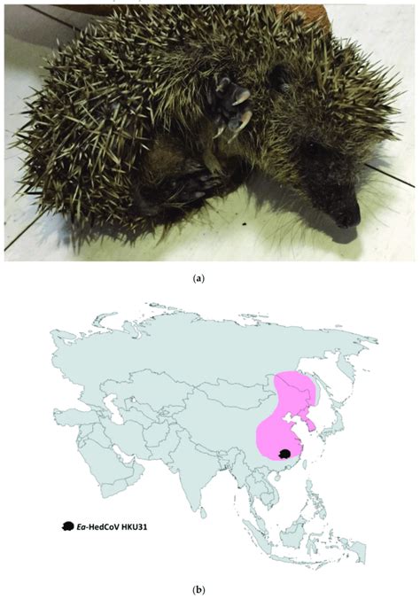 (a) Erinaceus amurensis, also known as Amur hedgehog or Manchurian ...