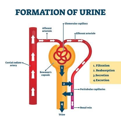 Formation Of Urine Vector Illustration Labeled Creation Process Explanation Stock Illustration ...