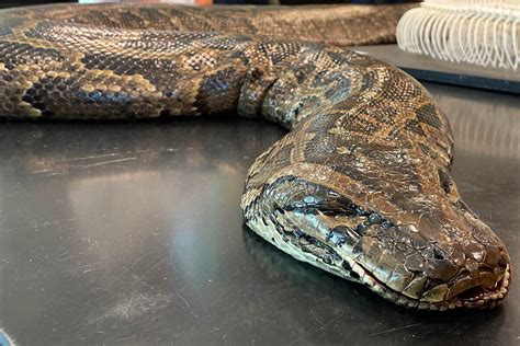 Why Do They Catch Burmese Pythons Alive? - ReptileStartUp.com