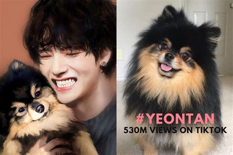 BTS V's pet dog Yeontan becomes the 1st celebrity pet hashtag to ...