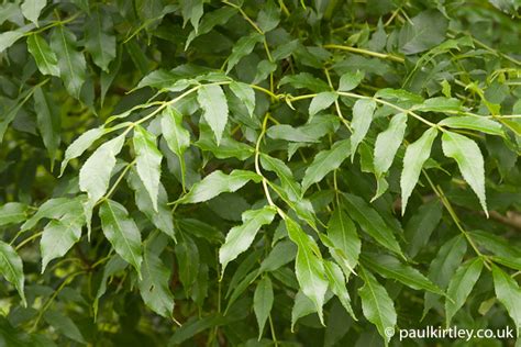 Know Your Ash From Your Elbow: How To Identify An Ash Tree