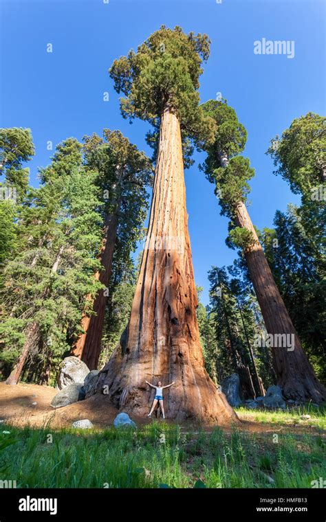 Giant Sequoia redwood trees with blue sky in Sequoia National Park ...