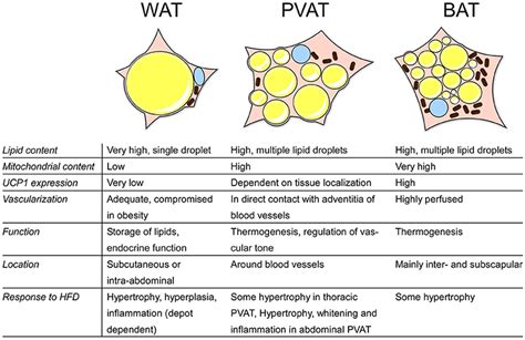 Frontiers | PVAT and Its Relation to Brown, Beige, and White Adipose ...