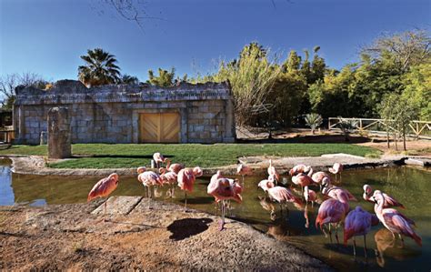 Reid Park Zoo New Flamingo Habitat – BizTUCSON