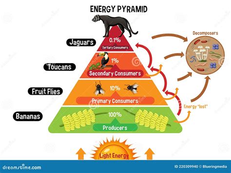 Energy Pyramid Vector Illustration. Labeled Biomass Representation Graphic. | CartoonDealer.com ...