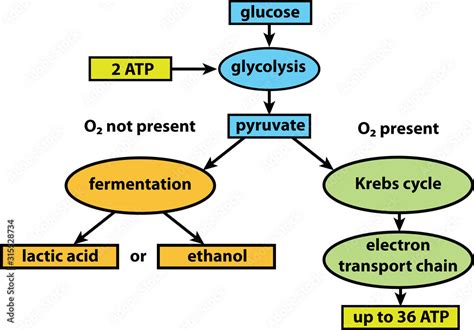 Cellular respiration pathways Stock Vector | Adobe Stock