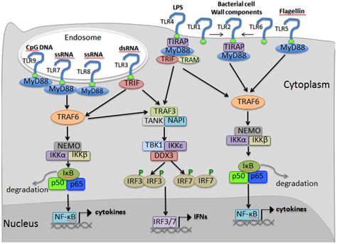 Viruses | Free Full-Text | Interferon Induction by RNA Viruses and Antagonism by Viral Pathogens