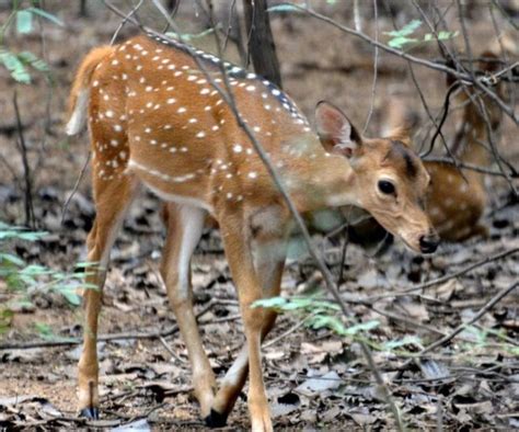 Tamil Nadu Wildlife Conservation-III