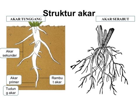 Dimana bagian akar yang mengalami pertumbuhan paling cepat?