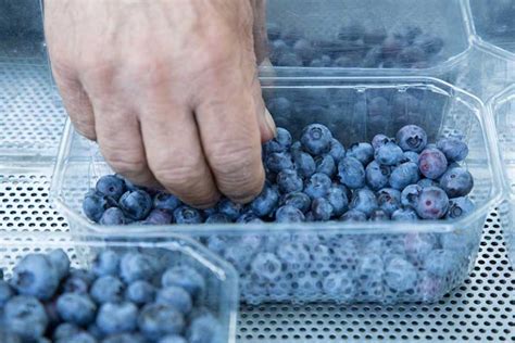 How to Harvest Blueberries | Gardener’s Path