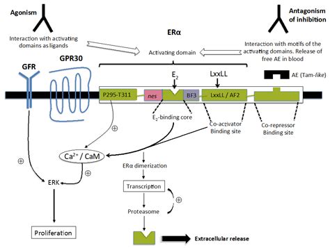 IJMS | Free Full-Text | Natural Anti-Estrogen Receptor Alpha Antibodies Able to Induce ...