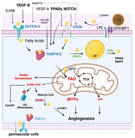 Genes | Free Full-Text | Fatty Acid Metabolism in Endothelial Cell